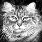 Cat Drawings by Suzanne Shelden