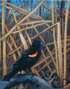   Redwing Blackbird      