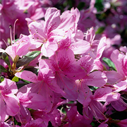 The Glenn Dale Azaleas