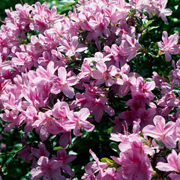 The Glenn Dale Azaleas