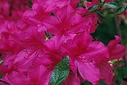 The Glenn Dale Azaleas
