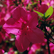 The Glenn Dale Azaleas