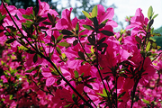The Glenn Dale Azaleas