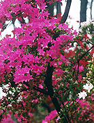 The Glenn Dale Azaleas