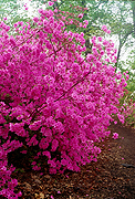 The Glenn Dale Azaleas